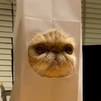 Baghead.Catto's Avatar'