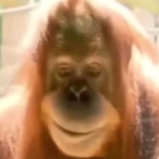 monkeygamer325's Avatar'