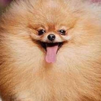 P00FY_D0G's Avatar'