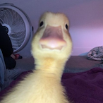 dnnrlima's Avatar'