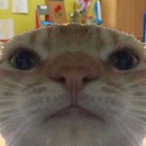 JustOkIsOk's Avatar'
