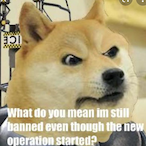 SusDOGE.Smp's Avatar'