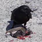 WindowsTutorial's Avatar'