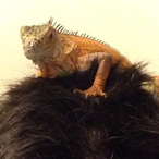 BLUETONGUESKINK's Avatar'