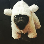 SwipeahoIic's Avatar'