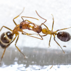 ILoveAntz's Avatar'