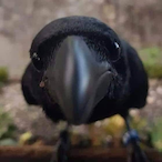 SirJubileu's Avatar'
