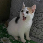 FurryFerdido's Avatar'