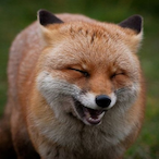 FoxMain.'s Avatar'