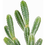 LoNC_Cactus's Avatar'