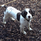 scappymorris's Avatar'