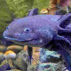 Cyber_Axlotl's Avatar'