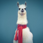 YouTypicalLlama's Avatar'