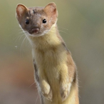 Weasel.CFPD's Avatar'