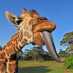 Am-a-giraffe's Avatar'