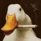 SmoKING.Duck's Avatar'