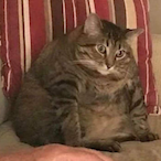 LordCheeks's Avatar'
