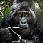 YabokRUNKLuk's Avatar'