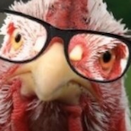Angrychickenjr1's Avatar'