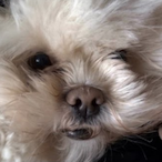 AFluffyWookie's Avatar'