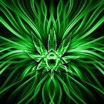 WarKrimeKermit's Avatar'