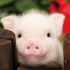 Gobbleurelo4886's Avatar'