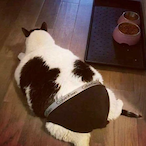 Thick_Cat's Avatar'