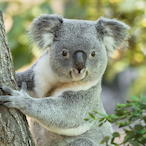 MFGY_pruki's Avatar'