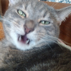 sab tweakr's Avatar'