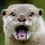 louloutre_'s Avatar'