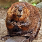 TheAsianBever's Avatar'