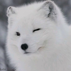 zikun10's Avatar'