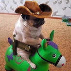 blackllama321's Avatar'