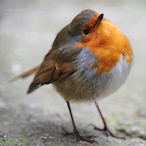 TerryBell2232's Avatar'