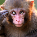 McNoodle...'s Avatar'