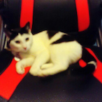 SPLINTERBORN's Avatar