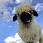 Shepherd_._'s Avatar'