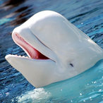 ActuallyPants's Avatar'