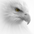 WhiteEagle_W_E's Avatar'