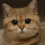 Subarudroid_'s Avatar'