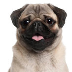 Masterpug08's Avatar'