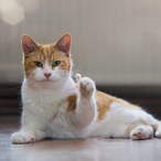 A_CatWithThumbs's Avatar'