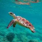 BakedTurtles's Avatar'