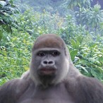 SBG_savo's Avatar'