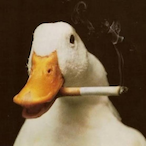 P4t0fum4nt3XD's Avatar'