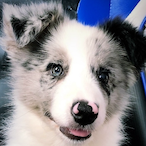 SAB vicelord's Avatar'