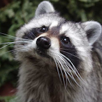 KingRaccoonVii's Avatar'