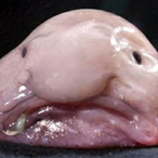 bananenbieger69's Avatar'