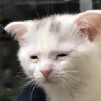 SadCat_98's Avatar'