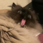 DeathCat999's Avatar'